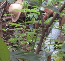 Relevés dans un champ de manioc en Amazonie